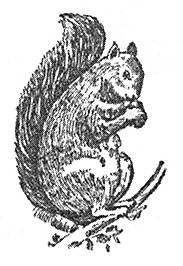 Chances are your walnut hulling efforts won't go unnoticed by local squirrels.